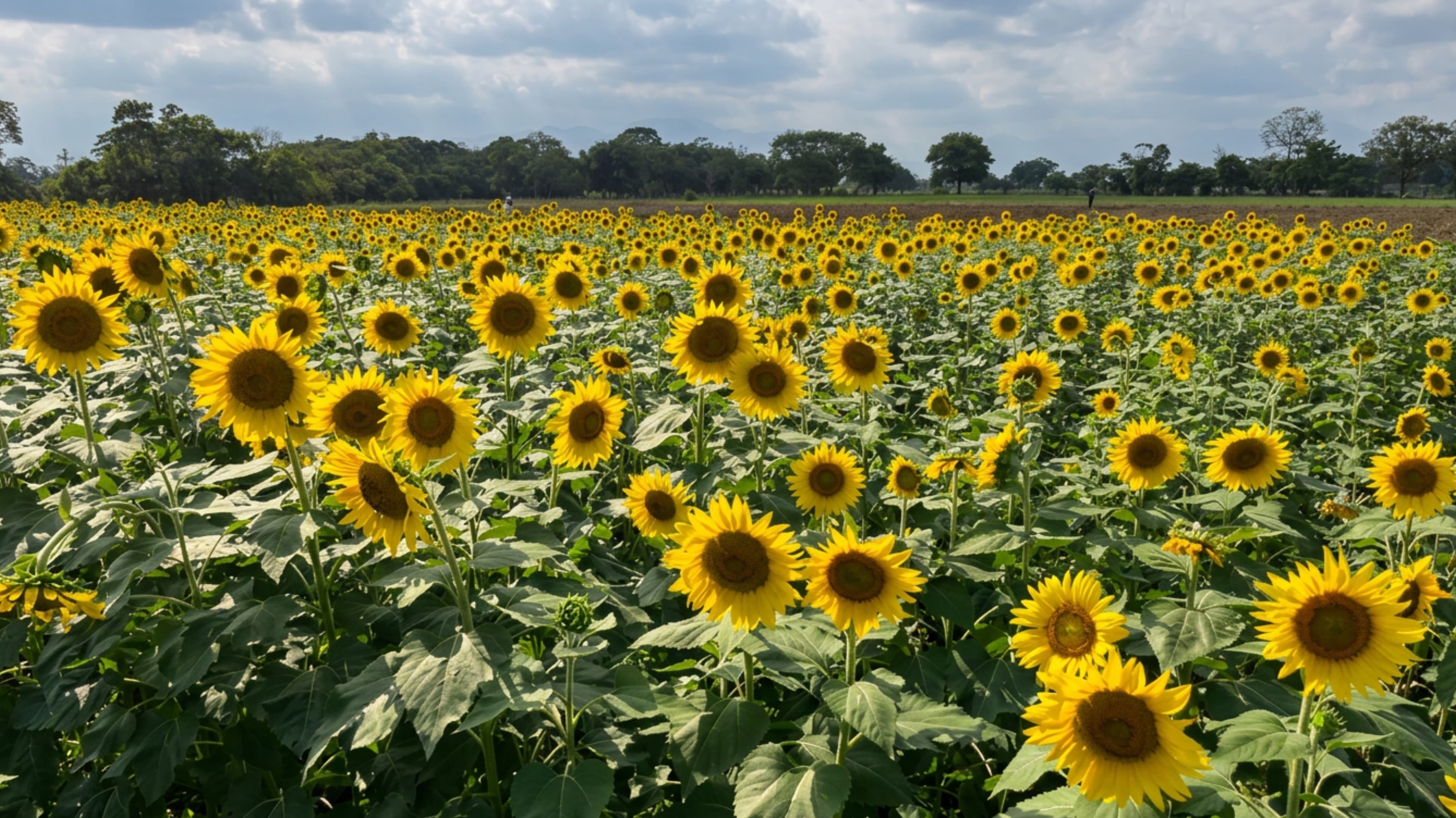 Campo de girasoles bajo un cielo nublado